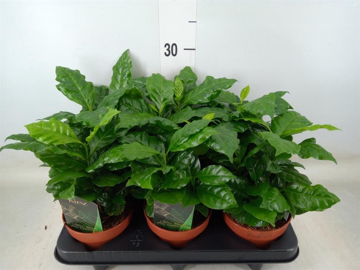 <h4>Coffea arabica</h4>