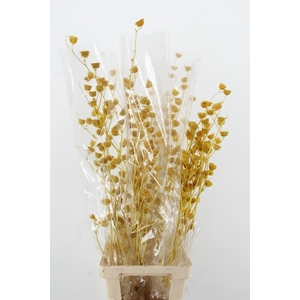 DF Lavatera Bs Yellow 120g