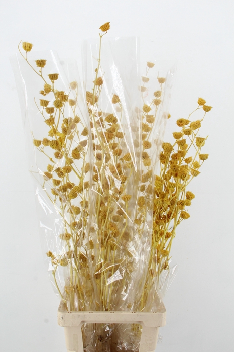 <h4>DF Lavatera Bs Yellow 120g</h4>