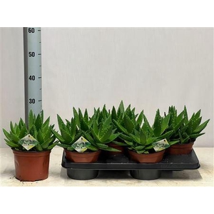 Aloe Perfoliata