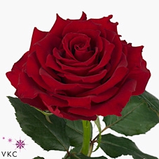 Rosa large rhodos