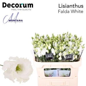 Lisianthus Falda white 60cm