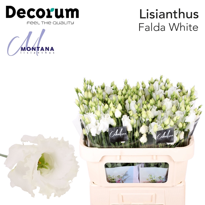 <h4>Lisianthus Falda white 60cm</h4>