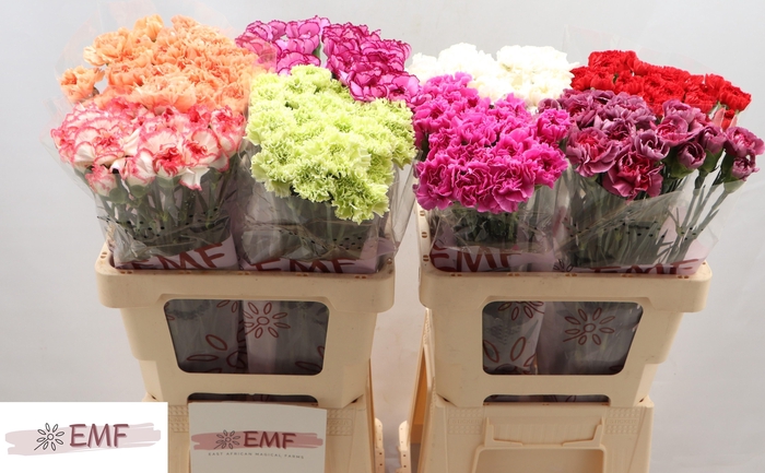 <h4>DI ST GEM IN FUST</h4>