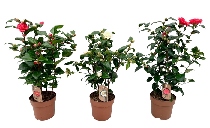 <h4>Camellia   ...mix 3</h4>