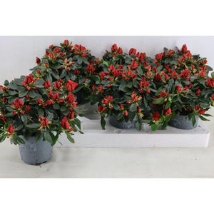 RHODO SI OV