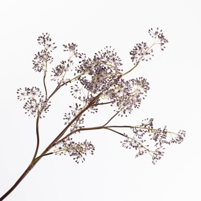 Sedum Spray Dark Purple LV330126DPR