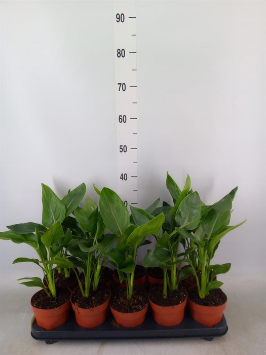 <h4>Strelitzia reg.</h4>