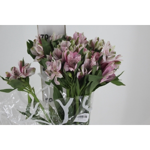 ALSTROEMERIA ROSA FANCY 060 IMPORTADA