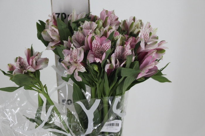 <h4>ALSTROEMERIA ROSA FANCY 060 IMPORTADA</h4>