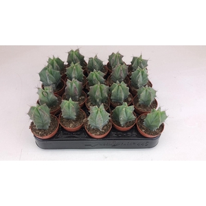 Cactus Lemairiocereus