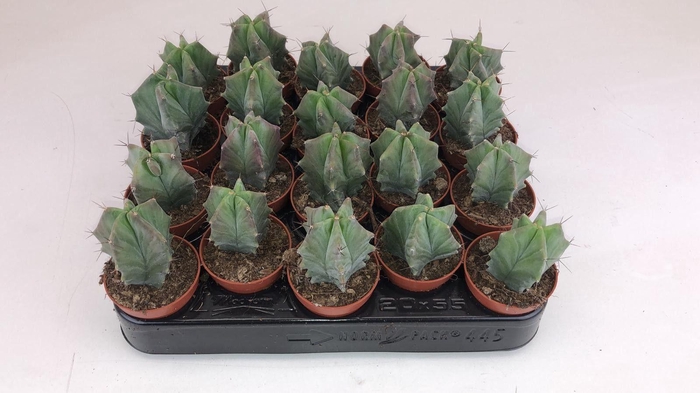 <h4>Cactus Lemairiocereus</h4>