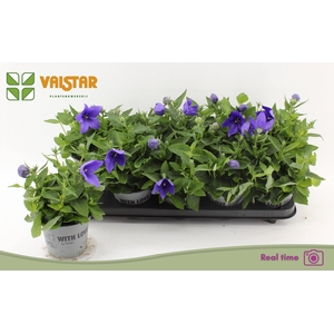 PLATYCO GR ASTRA BLU