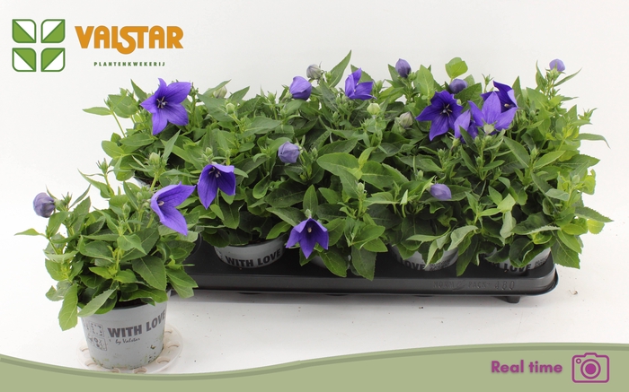 <h4>PLATYCO GR ASTRA BLU</h4>
