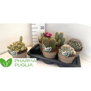 CACTUS GEM