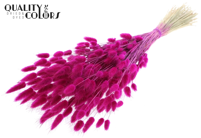 Lagurus per bunch Lilac