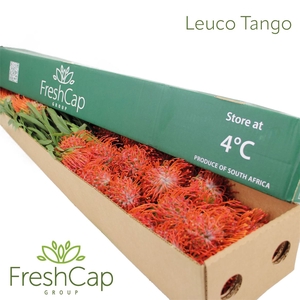 Leuco Tango Box