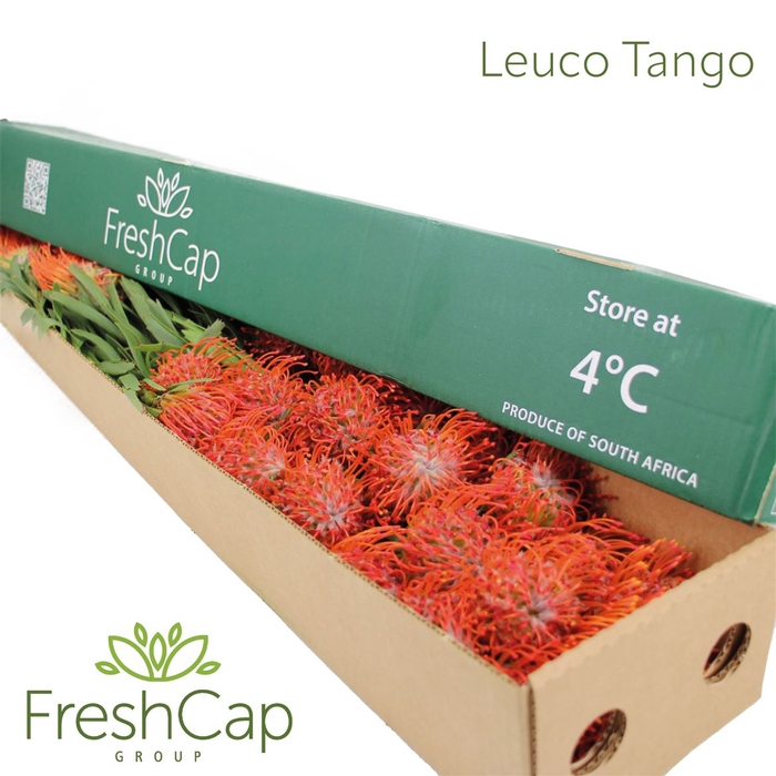 <h4>Leuco Tango Box</h4>