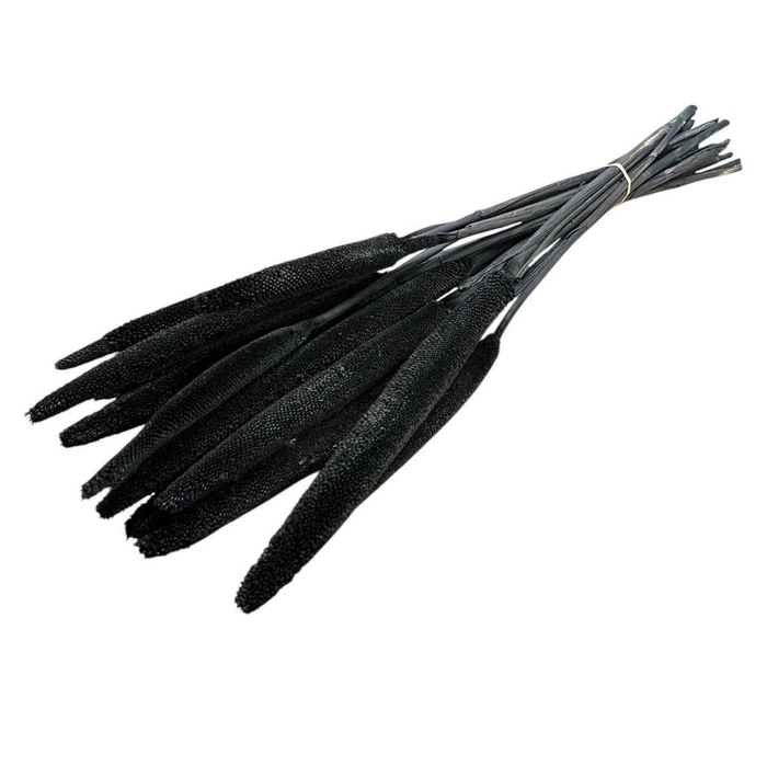 <h4>Droogbloem Babala 70cm x15</h4>