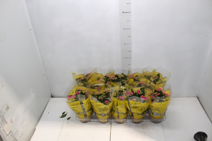 KALANCHOE DOBRADO P11 ROSA