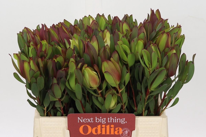 Leucadendron Senorita Spray