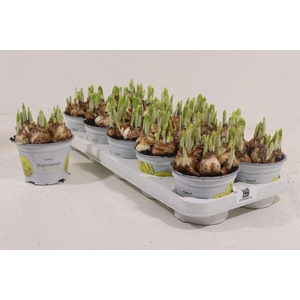 NARCISSUS TETE A TETE P12