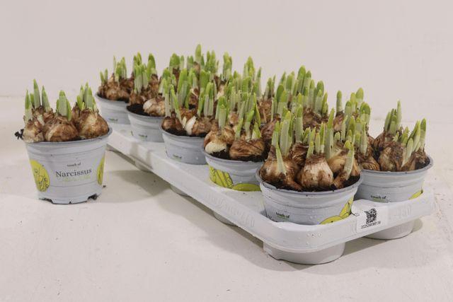 <h4>NARCISSUS TETE A TETE P12</h4>