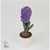 Hyacinthus orie. 'Blue Star'