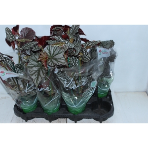 BEGONIA KANE P13 VARIADO