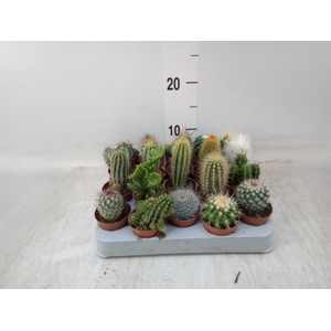 Cactus   ...mix
