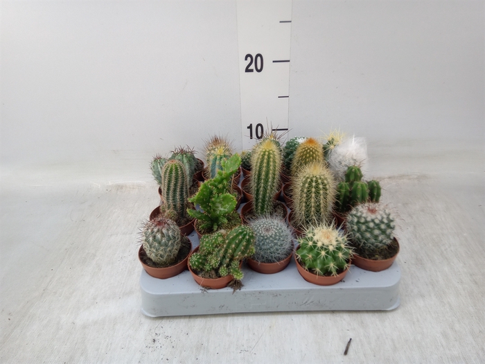<h4>Cactus   ...mix</h4>