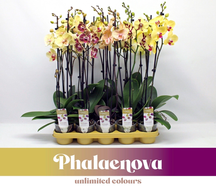 <h4>Geel mix 2-tak</h4>