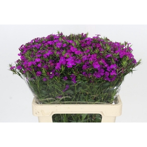 Dianthus Br Amazon Neon Purple