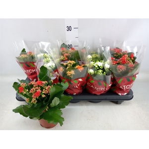 Kalanchoe blos.   ..rosebud mix  5