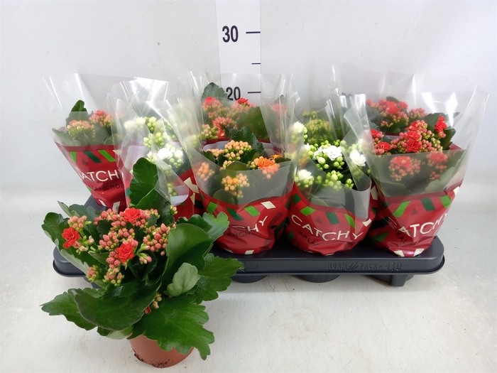 <h4>Kalanchoe blos.   ..rosebud mix  5</h4>