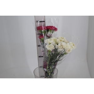 CRAVO BIZET 070 CM PINK