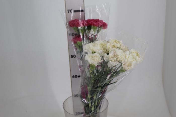 <h4>CRAVO BIZET 070 CM PINK</h4>
