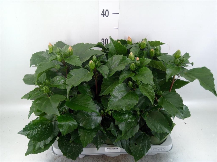 <h4>Hibiscus rosa-sin. 'Adonicus Pearl'</h4>