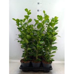 Ficus microcarpa 'Moclame'