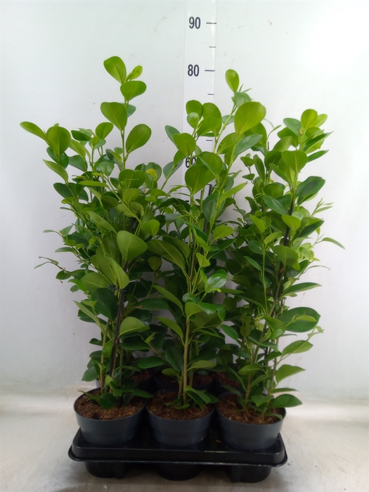 <h4>Ficus microcarpa 'Moclame'</h4>