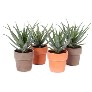 Aloe arborescens 2 kleuren