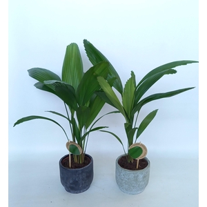 Licuala in Pot Dave 2 kleurenmix D14