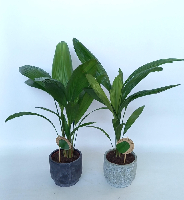 <h4>Licuala in Pot Dave 2 kleurenmix D14</h4>