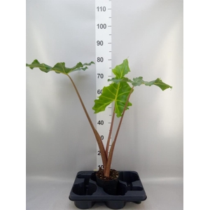 Alocasia   ...