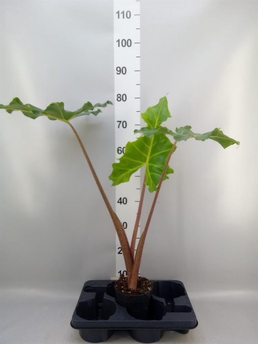 <h4>Alocasia ...</h4>