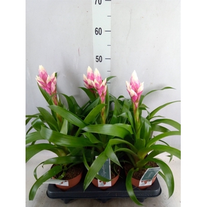 Guzmania  'Candy'