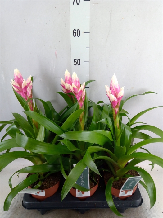 <h4>Guzmania  'Candy'</h4>