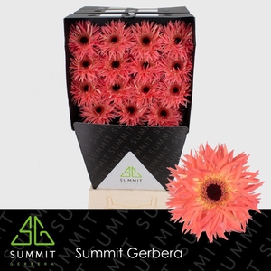 Gerbera Spider Sensini Diamond