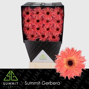 Gerbera Spider Sensini Diamond per kaart