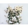 DEUTZIA MAGICAL SPRI
